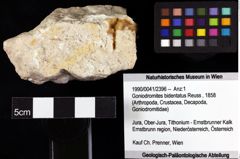 Foto (Objket + Etiketten) von Goniodromites bidentatus (Reuss, 1858) 